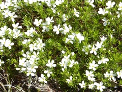 Leptosiphon floribundus