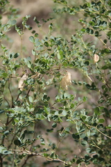 Colutea orientalis