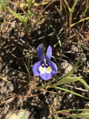 Downingia insignis