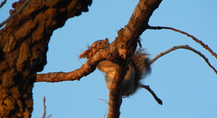 Sciurus carolinensis