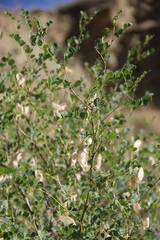 Colutea orientalis