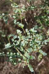 Colutea orientalis