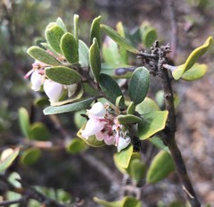 Arctostaphylos pumila