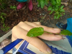 Rumex japonicus