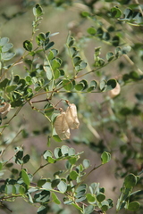 Colutea orientalis