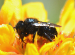Cephalosmia