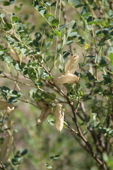 Colutea orientalis