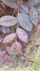 Loropetalum