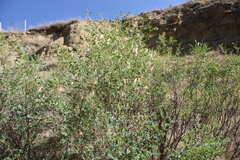 Colutea orientalis
