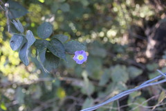 Ipomoea aristolochiifolia
