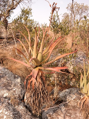 Aloe munchii