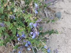 Salvia cuspidata