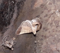 Hypsopygia amoenalis