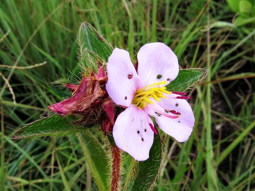 Dwarf Dissotis