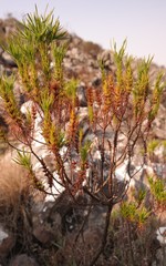 Image of Anthospermum vallicola