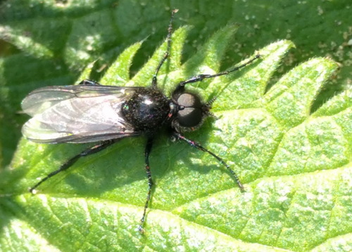 Hawthorn Fly, Noordwijk, Nederland, photo 9 of 10