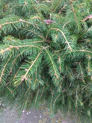 Picea morrisonicola