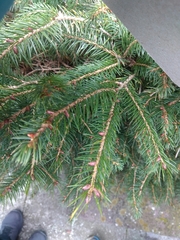 Picea morrisonicola