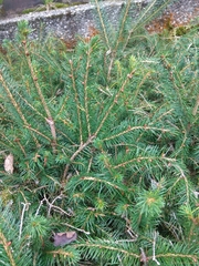 Picea morrisonicola
