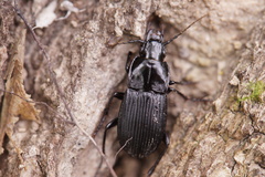 Abax carinatus