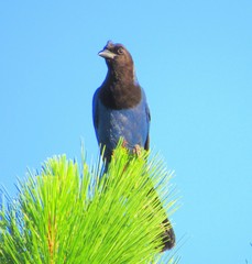 Cyanocorax caeruleus