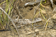 Anolis auratus