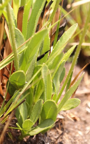 Afroaster chimanimaniensis image