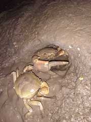 Zilchiopsis collastinensis