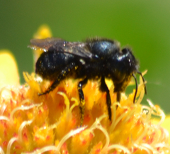 Cephalosmia