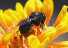 Cephalosmia