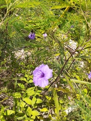 Ruellia tuberosa