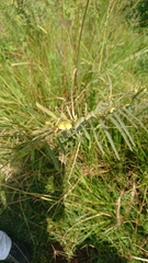 Chamaecrista plumosa