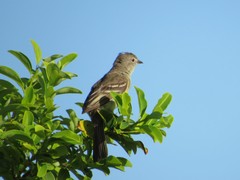Elaenia sordida