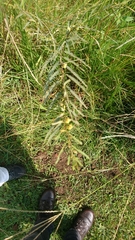 Chamaecrista plumosa