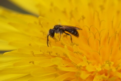 Andrena