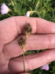 Carex tetrastachya
