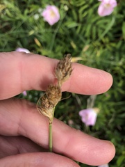 Carex tetrastachya