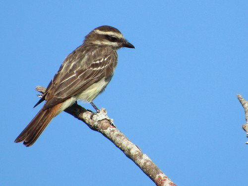 Empidonomus varius