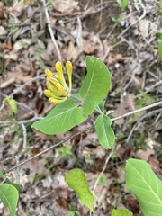 Lonicera flava