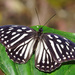 白條斑蔭蝶 - Photo (c) Peellden，保留部份權利CC BY-SA