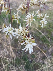 Amelanchier cusickii