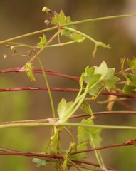 Centella obtriangularis image