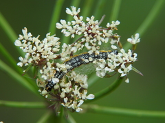 Depressaria daucella