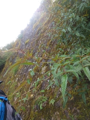 Rubus linearifoliolus