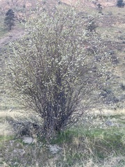 Amelanchier cusickii