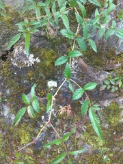 Rubus linearifoliolus