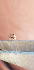 Antianthe