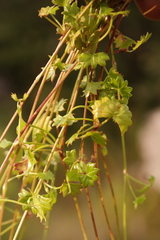 Centella obtriangularis image