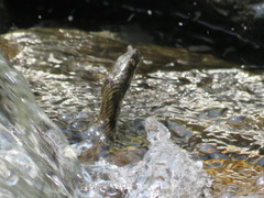 Natrix tessellata
