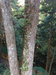 Hydrangea integrifolia